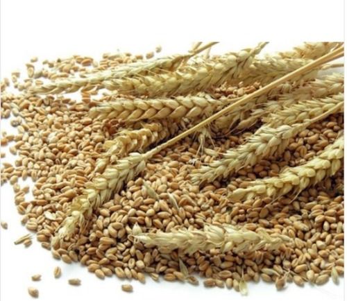 Healthy And Nutritious Free From Impurities Easy To Digest Dried Golden Wheat Grain Seeds