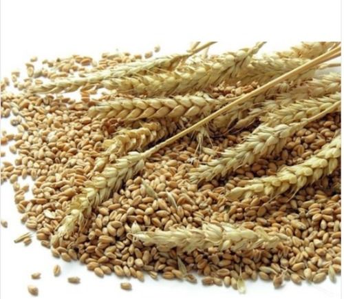 Healthy And Nutritious Free From Impurities Easy To Digest Dried Golden Wheat Grain Seeds Broken (%): 2%