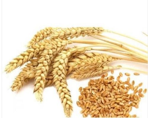 Healthy And Nutritious Rich In Dietary Fibres Natural Golden Wheat Seeds 