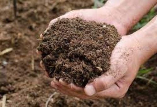 Organic Cow Manure Fertilizer For Home Garden Plants