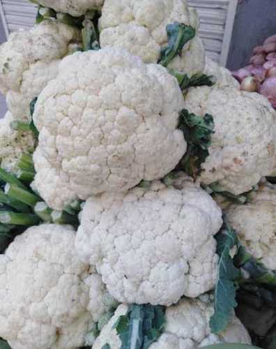 Chemical Free Rich Natural Delicious Taste Healthy White Fresh Cauliflower Moisture (%): 12%