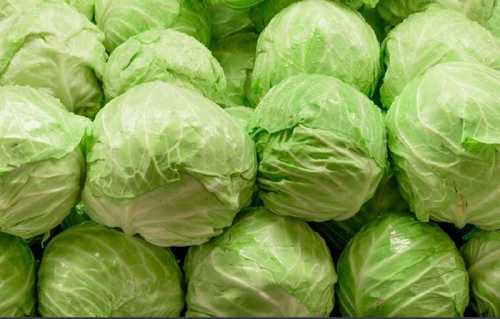 Floury Texture Healthy Rich Natural Fine Taste Green Fresh Cabbage