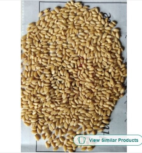 Free From Impurities Easy To Digest Pusa Hybrid Wheat Seeds For Agriculture