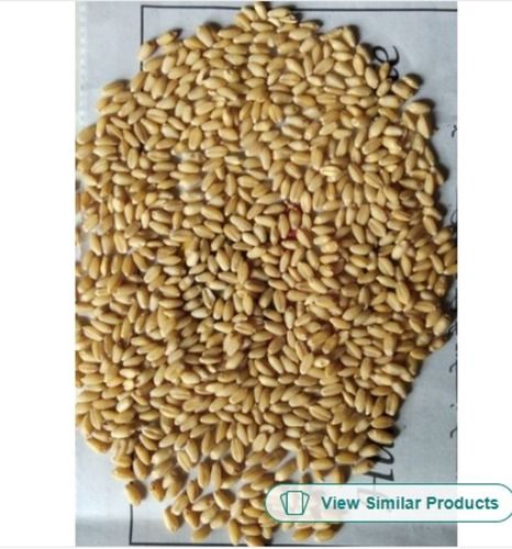 Free From Impurities Easy To Digest Pusa Hybrid Wheat Seeds For Agriculture Admixture (%): 1%