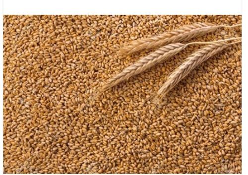 Free From Impurities Rich Taste Healthy And Nutritious Organic Fresh Wheat Grain