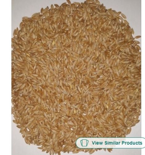 Good For Health Pesticide Free High In Protein Natural Golden Sharbati Wheat Grain