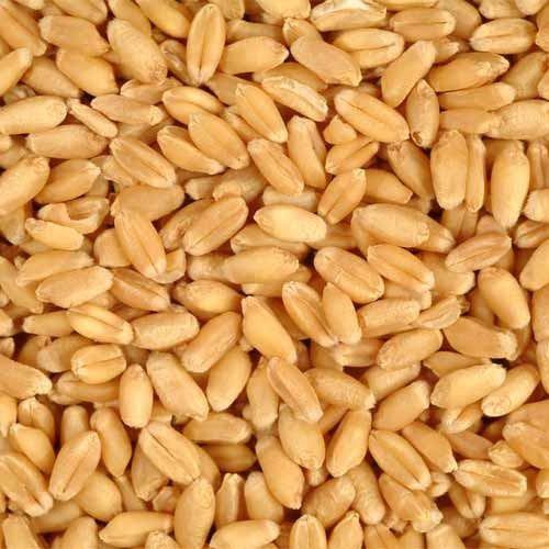 Rich Taste Impurity Free Golden Brown Wheat Grain Fresh Organic