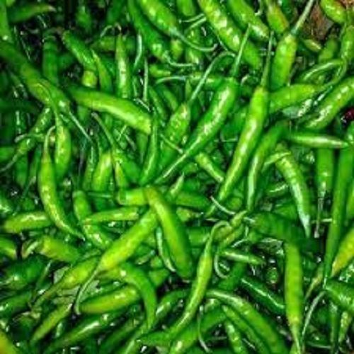 100% Natural Herb Tasty Nutrient Bright Rich Green Chillies With Sharp Taste