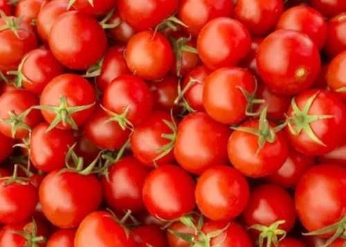 Round Antioxidant And Rich In Vitamin C Highly Pure Nutrient Rich Fresh Tomatoes