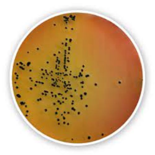 Borosilicate Salmonella Shigella Agar