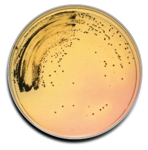 Borosilicate Salmonella Shigella Agar