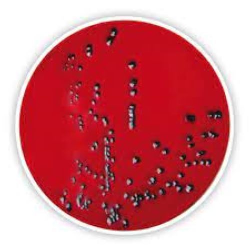 Borosilicate Salmonella Shigella Agar