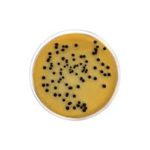 Salmonella Shigella Agar