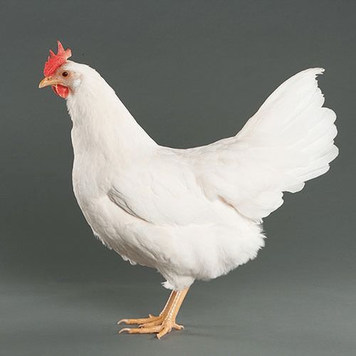 White Healthy Broiler Live Chickens 