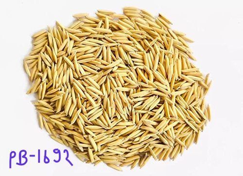 Brown Natural And Organic Wheat Seed(Good For Health And High In Protein)