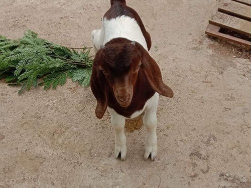  White And Brown Live Boer Goat