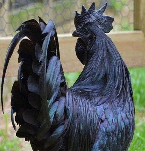 Healthy Black And Pure Kadaknath Chicken  Gender: Both