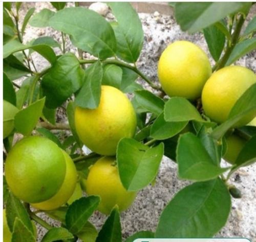 Good Quality Well Watered Yellow Kagzi Grafted Lemon Plant For Fruits