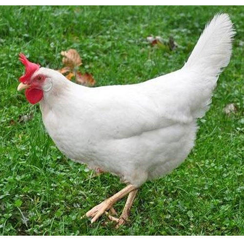 White Live Broiler Chicken