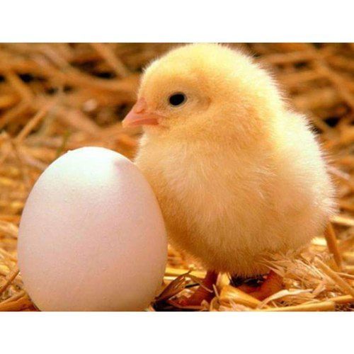 Yellow And Poultry Farm Chicks