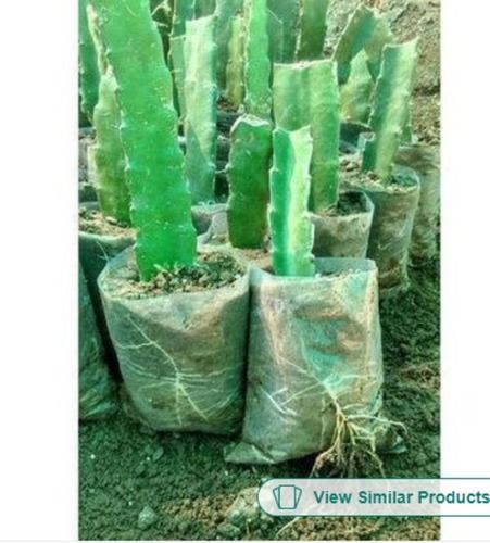 Green 100 Percent Organic Quality Watered Dragon Fruit Plant And Height 1 Feet 