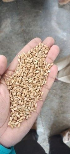 Golden Organic Pure And Natural Dried Wheat Seed, Pack Of 50 Kg, For Agriculture Uses 