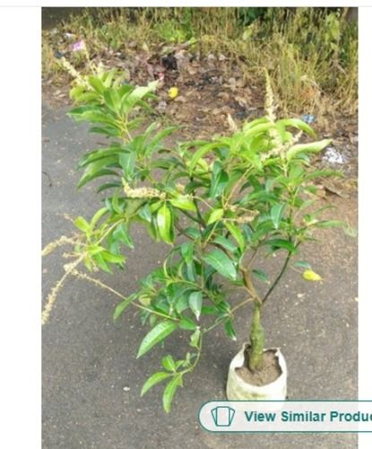 Good Quality Full Sun Exposure Green Mango Fruit Plant For Outdoor Use