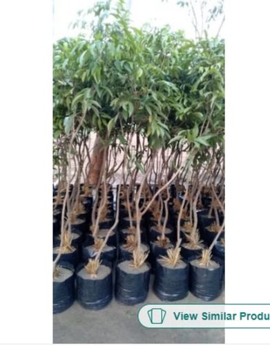 Good Quality Green Lychee Fruit Organic Garden Plant And Height 3-6 Feet