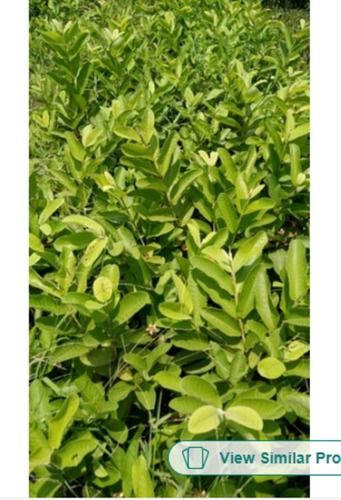 Good Quality Green Perennial G Vilas Guava Plant And Height 2 Feet 