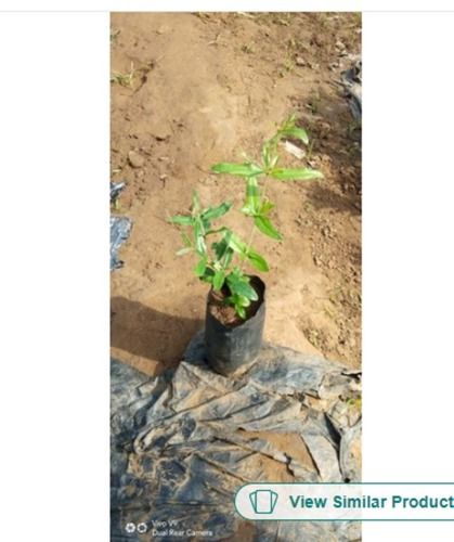 Good Quality Plants Full Sun Exposure Bhagwa Sinduri Pomegranate Plant For Fruits 