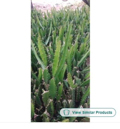 Good Quality Well Watered And Sun Exposure Dragon Fruit Plant For Garden