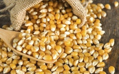 Yellow Organic A Grade Dried Corn Seed, Pack Of 28 Kg, For Agriculture Use
