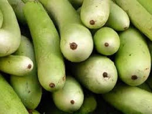 Chemical And Gluten Free Healthy Rich In Vitamin Fresh Green Bottle Gourd