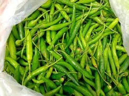 Healthy And Nutritious Good For Health Pesticide Free Fresh Green Chillies