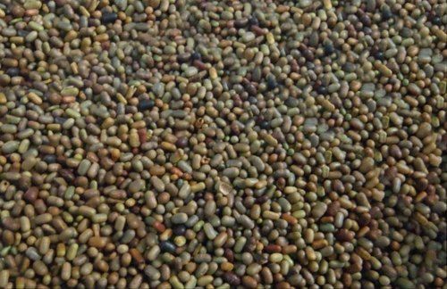 Highly Effective 100 Percent Natural And Pure Dhaincha Seeds For Agriculture Admixture (%): 25