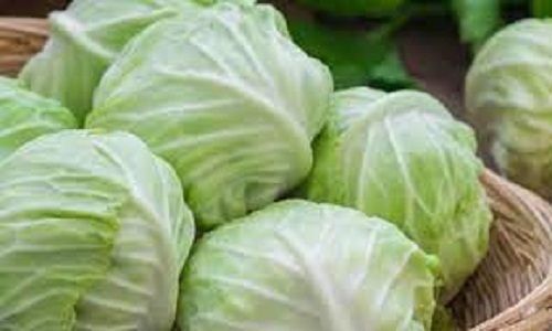 Pesticide Free Rich In Vitamin C Potassium Natural Healthy Fresh Green Cabbage