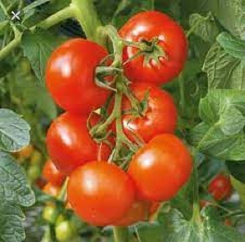 Antioxidant Great Source Of Vitamins C Fresh Natural Red Tomatoes