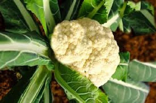 Seasoned Fresh Green And Nutrient Rich Cauliflower For Cooking, Home, Restaurants