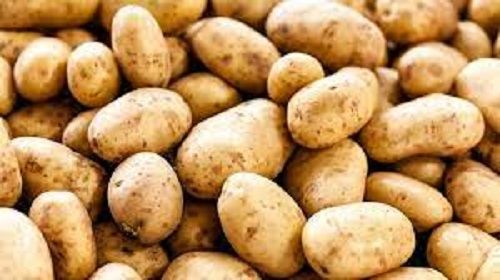 Low Humidity And Great Source Of Vitamin C Organic Fresh Brown Potato Moisture (%): 17%