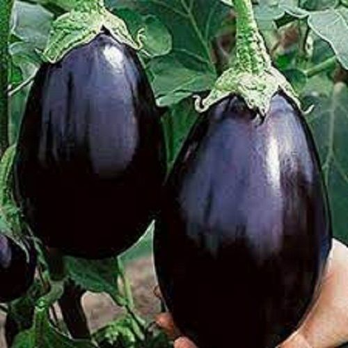 Soft And Sweet Great Source Of Antioxidant Healthy Fresh Purple Brinjal