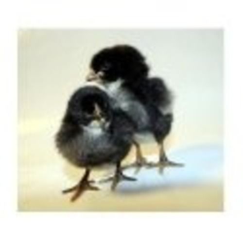 Black Small-Size Rir Breed Male And Female Broiler Poultry Farm Chicks