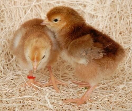 Brown Small-Size Sonali Breed Male And Female Healthy Poultry Farm Chicks