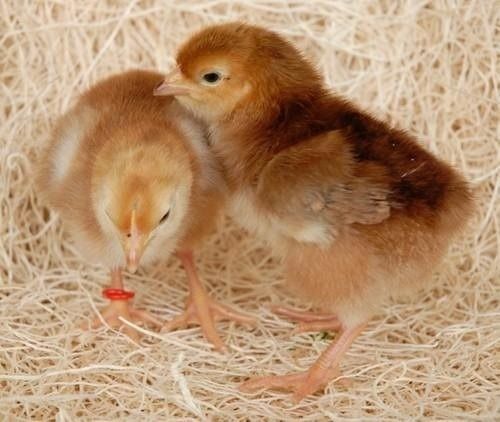 Brown Small-Size Sonali Breed Male And Female Healthy Poultry Farm Chicks Gender: Both