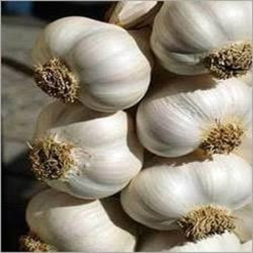 Healthy Natural Fresh Good Source Of Vitamins And Iron White Garlic