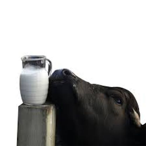 Highly Healthy And Organic Full Fat Buffalo Milk