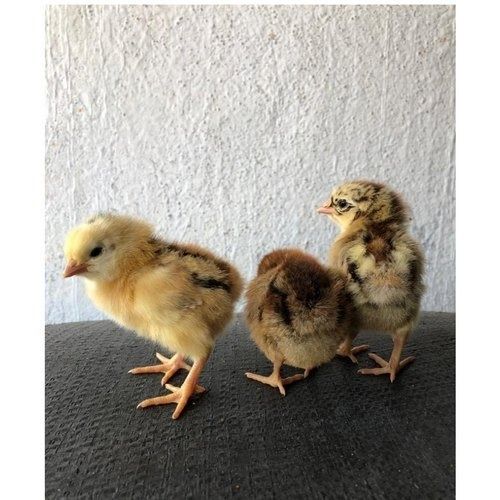 Multicolored 100% Healthy Small-Size Live Country Poultry Farm Chicks