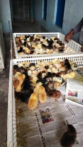 Multicolored Healthy Small-size Rir Breed Male And Female Poultry Farm Chicks