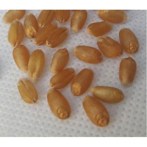  For Agriculture Highly Nutritious Premium Natural Organic Red Spring Wheat Seed