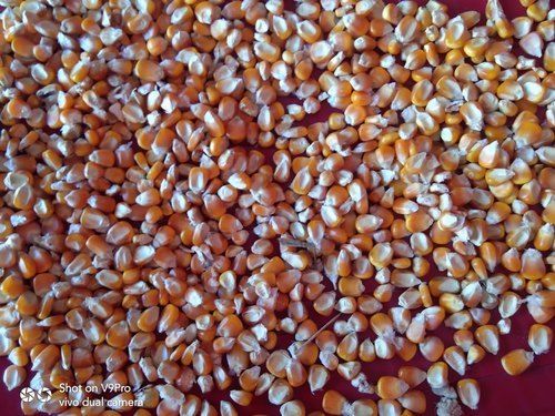  Natural And High-Quality Grain And Seed Eating Birds Premium Corn Seeds 