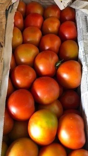 Common 100 Percent Natural And Fresh Red Tomato, Rich In Vitamin And Potassium